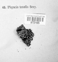Image of Physcia tenella